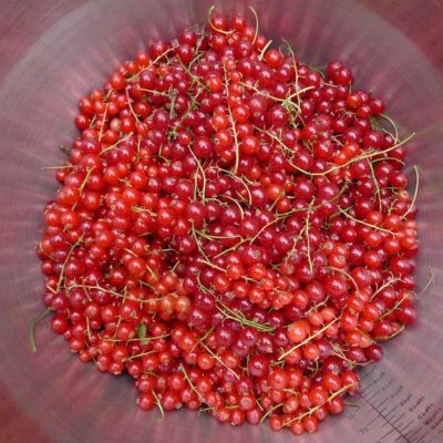 Adventures with Jam and Jelly