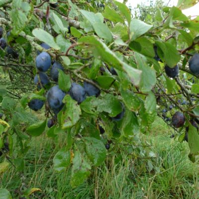 Deep in damson country