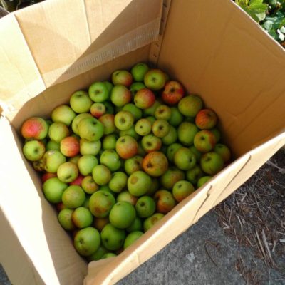 Apple pressing